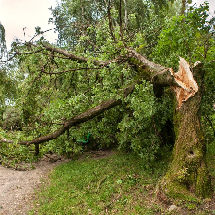 fallen-tree fallen-tree